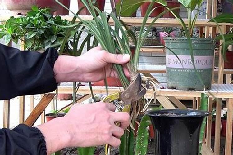 怎么给兰花施肥