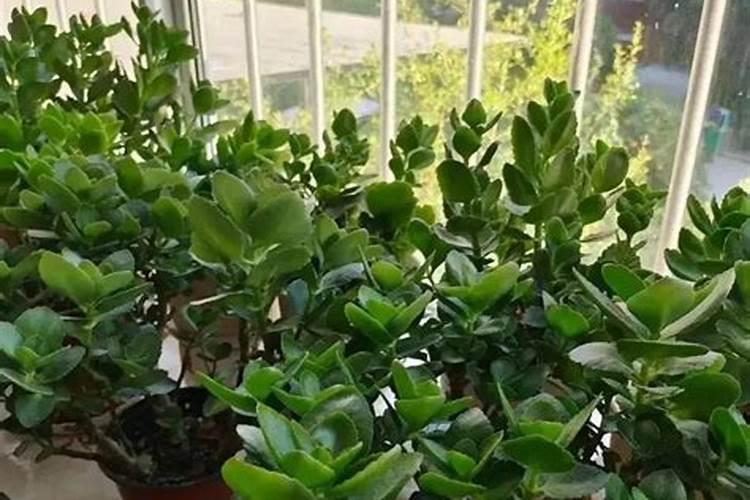 小青菜多大可以浇尿素？