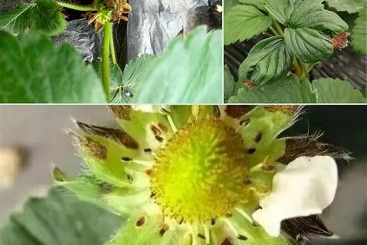 怎么给草莓苗补钙