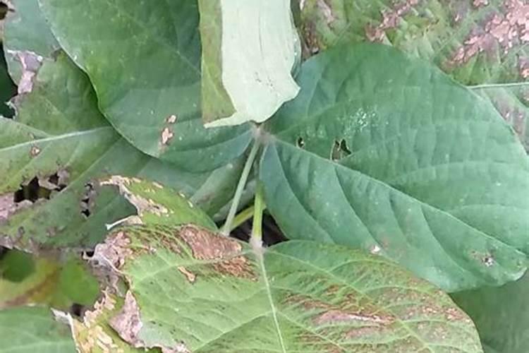 氨基酸叶面肥优缺点