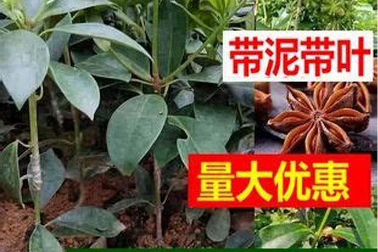 刚种的八角苗放什么肥料