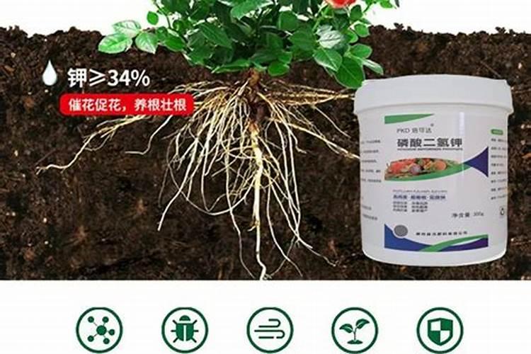 果树保花保果用什么药最好