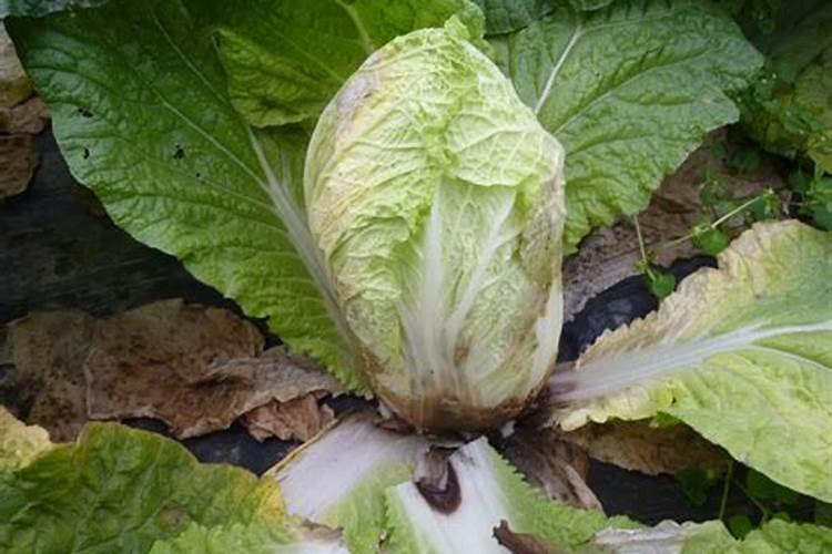 大白菜烂根的原因及防治方法