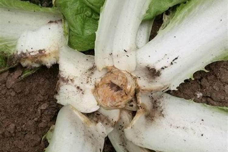 白菜烂根原因该如何防治