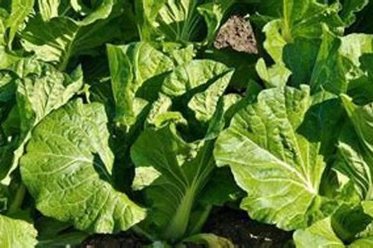 白菜腐烂用什么药