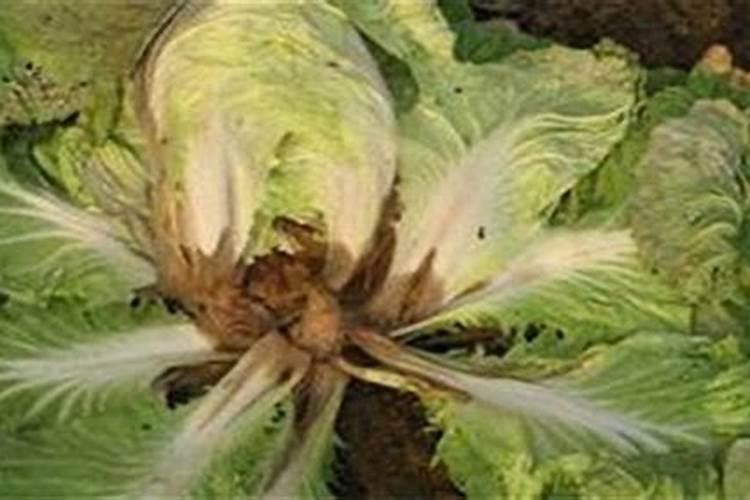 大白菜烂根怎么办
