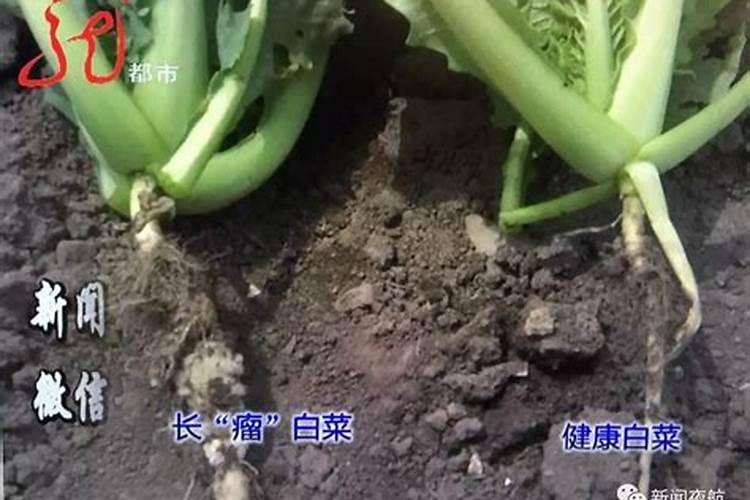 白菜烂根病,防治方法是什么？