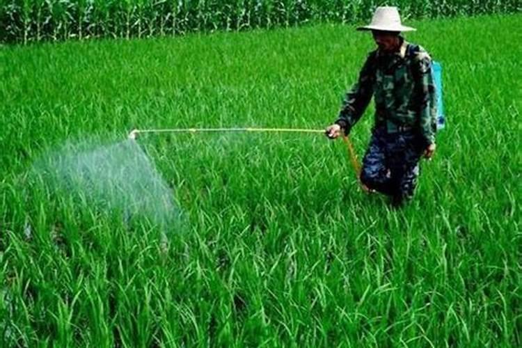 白菜追肥用什么肥料好