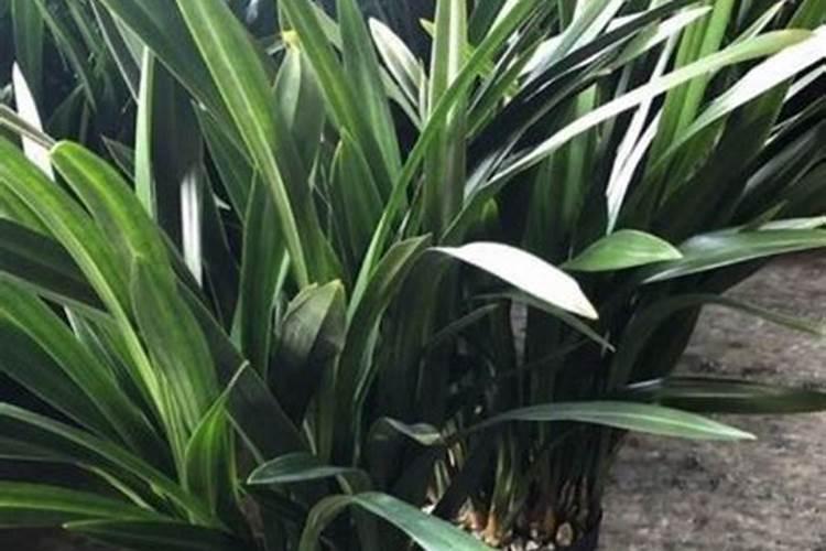 兰草花施什么肥料？