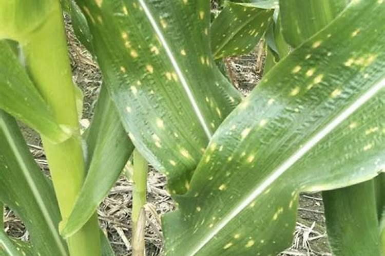 十叶期玉米苗受药害,过后下雨,能缓解吗？