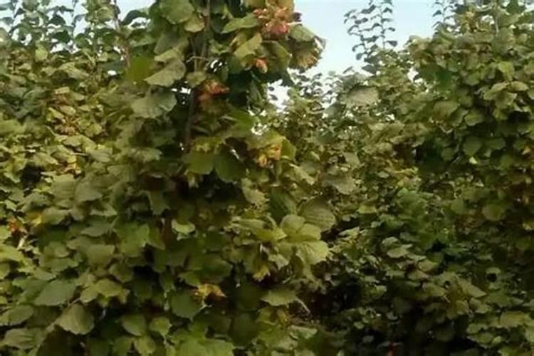 榛子树的栽培技术