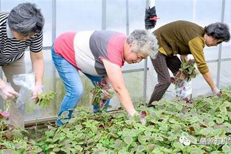 菜园子种植黄瓜,不用化学肥怎么才能高产？