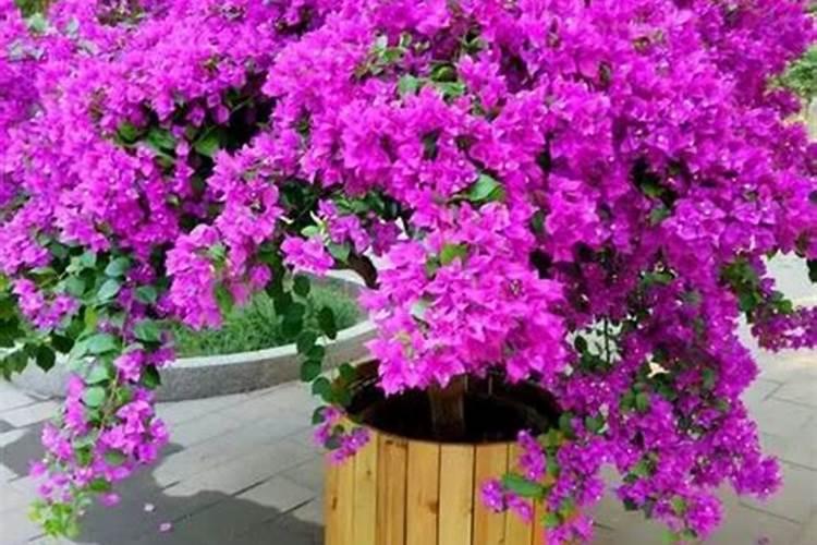 三角梅怎么施肥,三角梅施什么肥好？