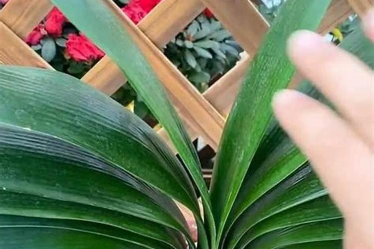 君子兰栽种后多久施肥 君子兰种植后需要多久才能进行施肥？