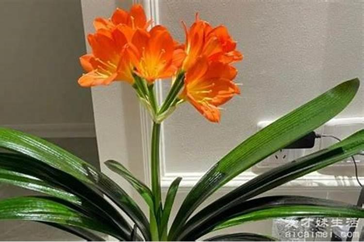 君子兰移盆后多久能施肥 君子兰移盆后何时适合施肥？