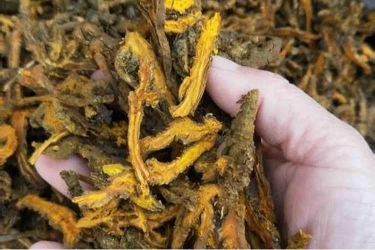 黄连种子育苗培育方法