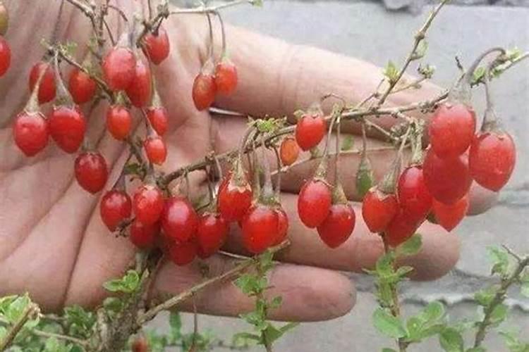 枸杞如何正确施肥