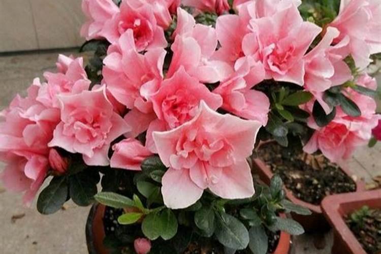 杜鹃花有哪些繁殖方法？