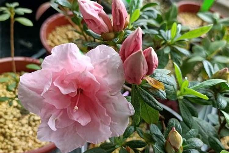 杜鹃花叶片焦黄怎么办