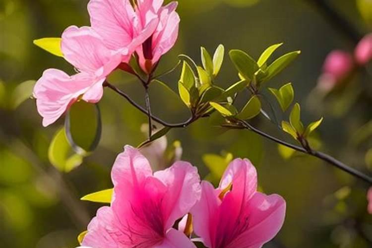 磷酸二氢钾用于香菇喷洒可以吗？