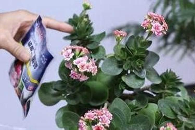 长寿花最好肥料施肥方法是什么