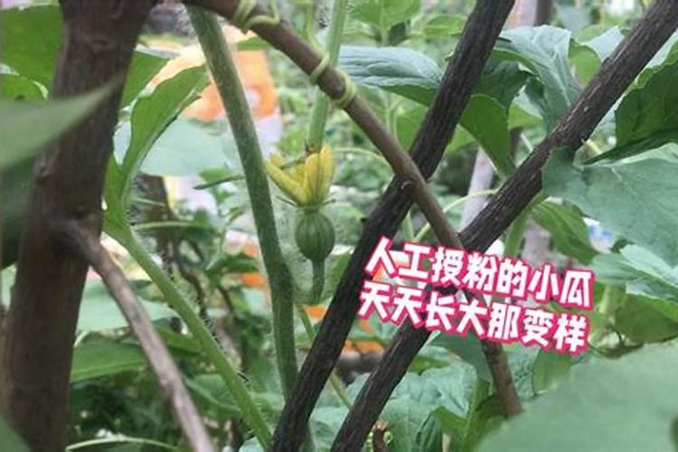 西瓜结果了需要施什么肥料