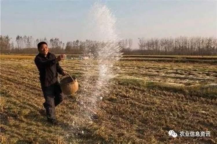 小麦追肥一亩地多少个氮肥就够用