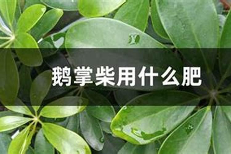 天堂鸟专用肥可以用到别的花里吗？