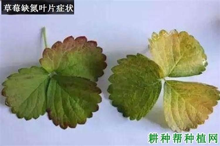 草莓柿子苗接的果畸形怎么办