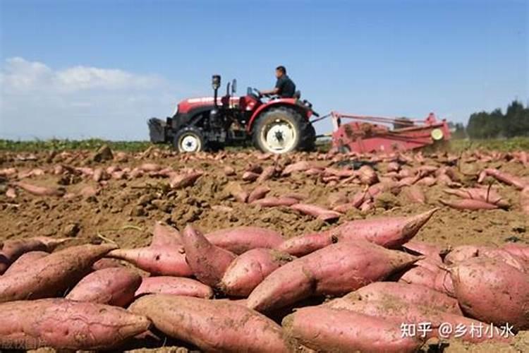 浇什么肥料让红薯长得粗壮长得快