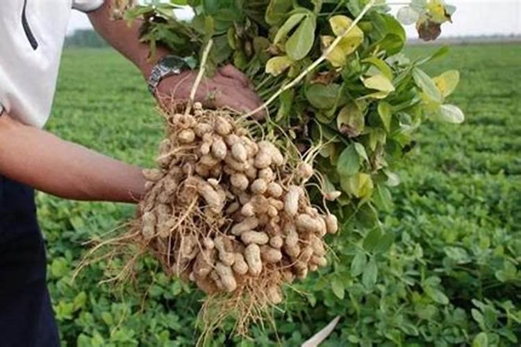 花生控旺有多重要？花生最佳控旺时期？用什么肥料控旺效果好？