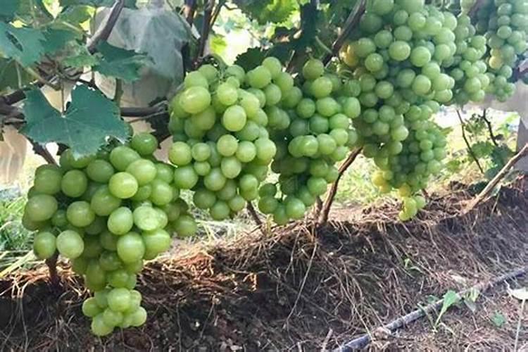葡萄保果后大小粒怎么处理