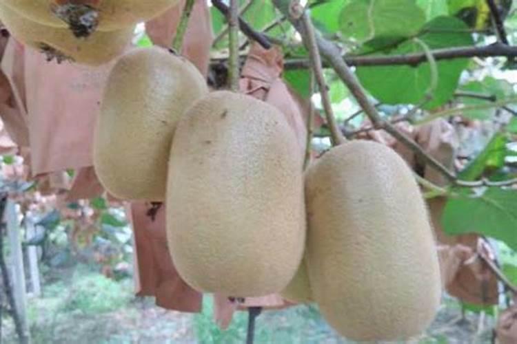 猕猴桃什么时间施膨果动力钾？