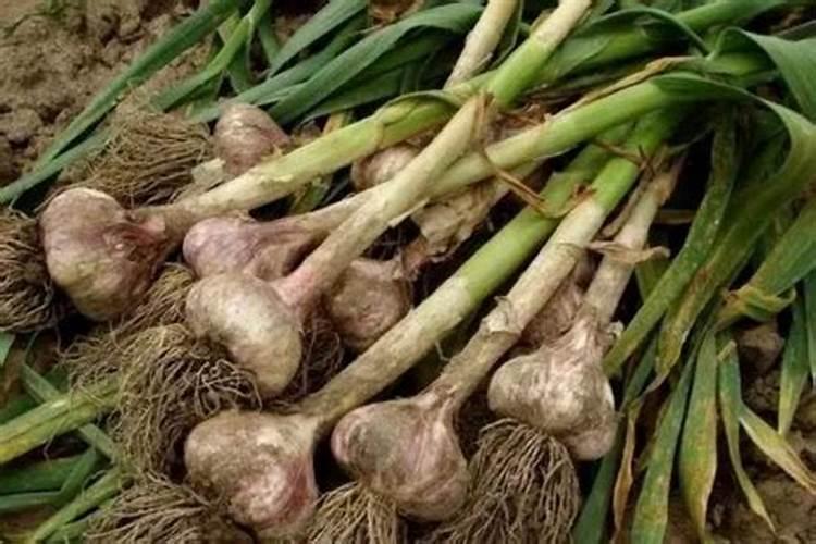 种大蒜用什么肥料