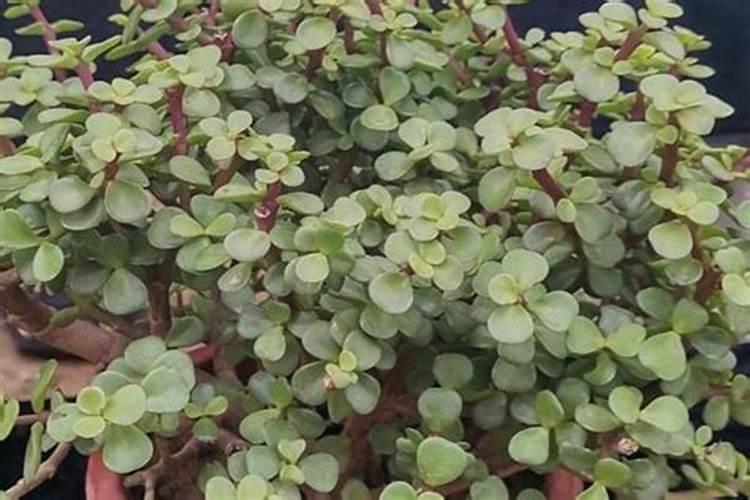 硝酸钾与硫酸铵发生了什么反应？