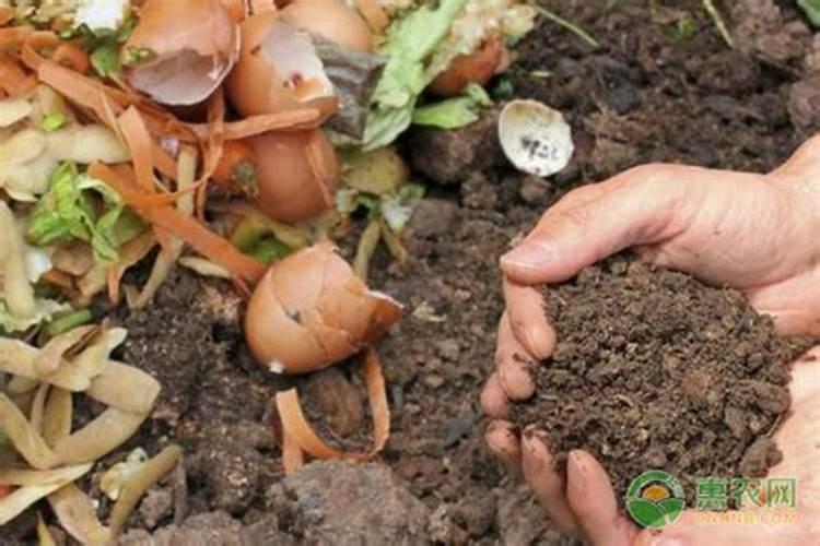 栀子花树可以和绿萝一起放在卧室吗？