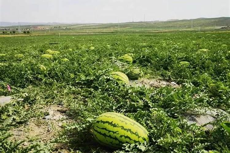 硒砂瓜是如何在极度干旱的宁夏中卫生长的？