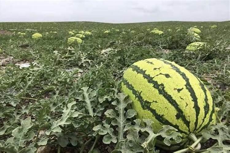 一亩硒砂瓜产量及利润