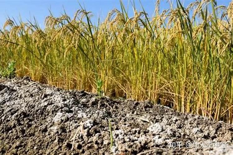 海水稻与水稻的区别