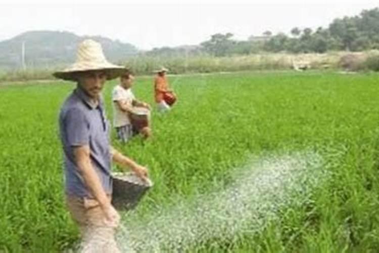 果农们注意了,想要磷肥施肥效果好请记住这几点!
