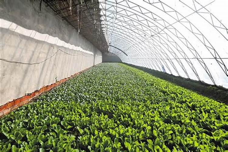 芹菜专用叶面肥哪个品牌好？叶面肥多久用一次？叶面肥价格多少钱？