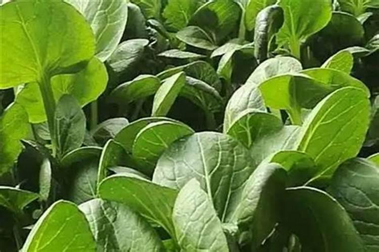 黄皮树用草木灰有什么作用