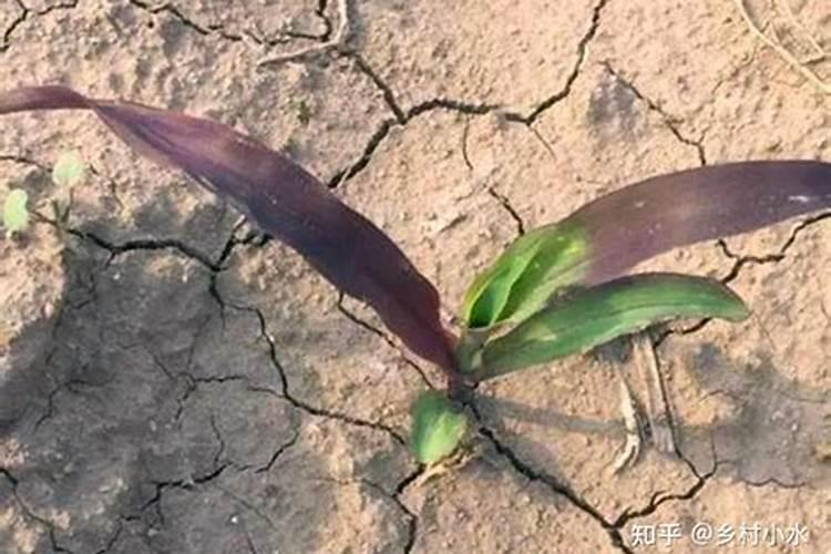 玉米幼苗能打芸苔素吗