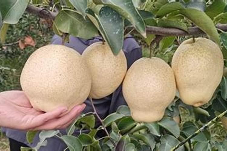 中量元素水溶肥价格