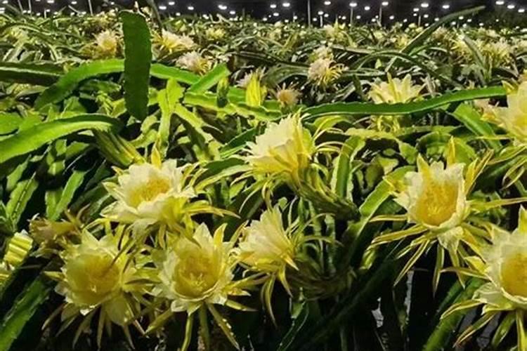 玉米一生喷几次叶面肥 玉米叶面肥打几次