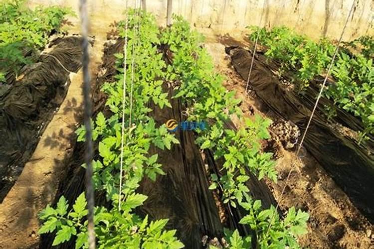 缓苗水的植物生长调节剂有哪些