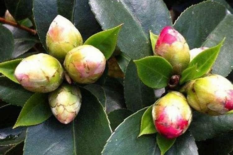 秋季已现花苞的茶花如何施肥和促花