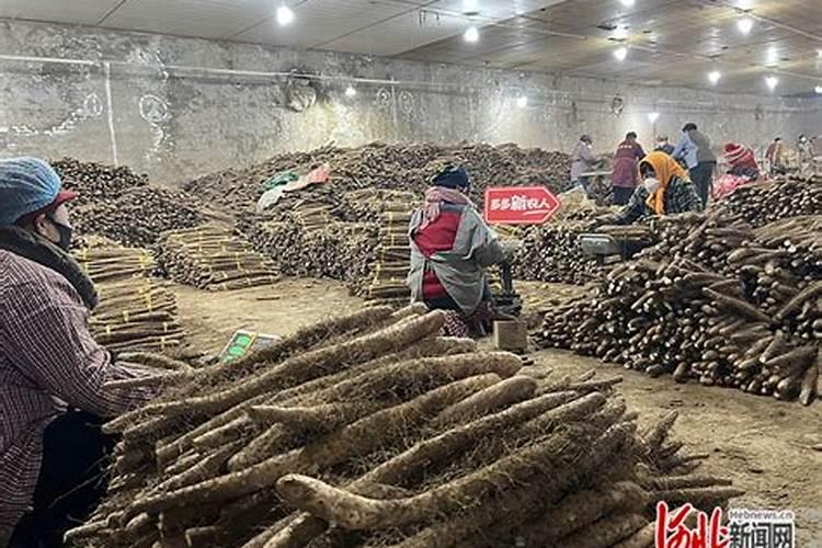 山药增产的田间管理要点和施肥要点都有什么？