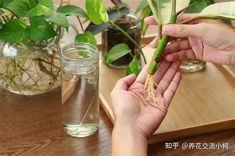 枣树什么时间施钾肥好