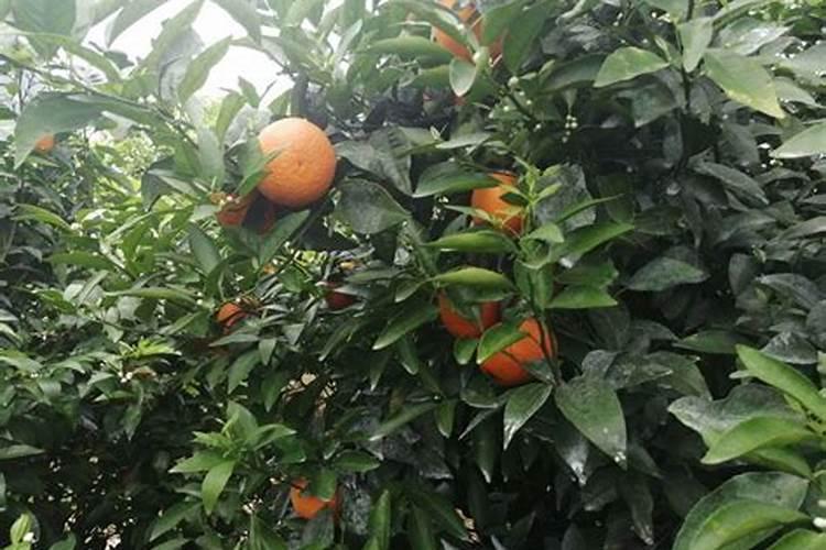 江苏常州最适合种什么样的果树？